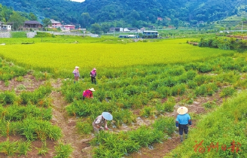 福州闽侯：产业兴旺作引擎 乡村振兴开新局