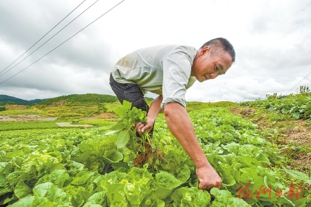 福州闽侯：产业兴旺作引擎 乡村振兴开新局