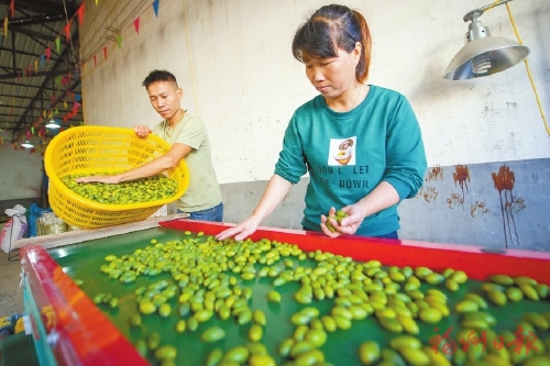 福州闽侯：产业兴旺作引擎 乡村振兴开新局