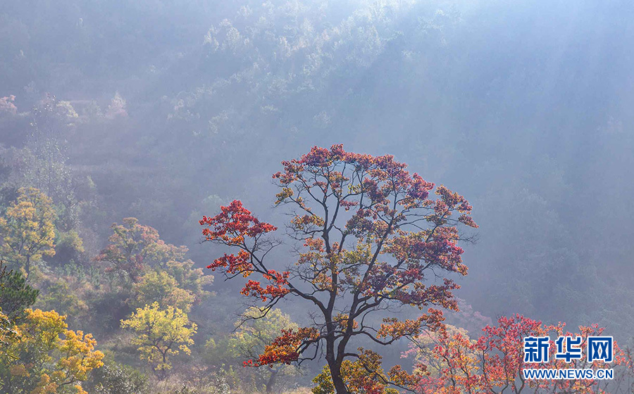 湖北大悟乌桕染红 大别山五彩斑斓如天然画卷