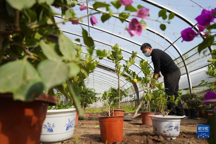 河北内丘：花卉经济助农增收