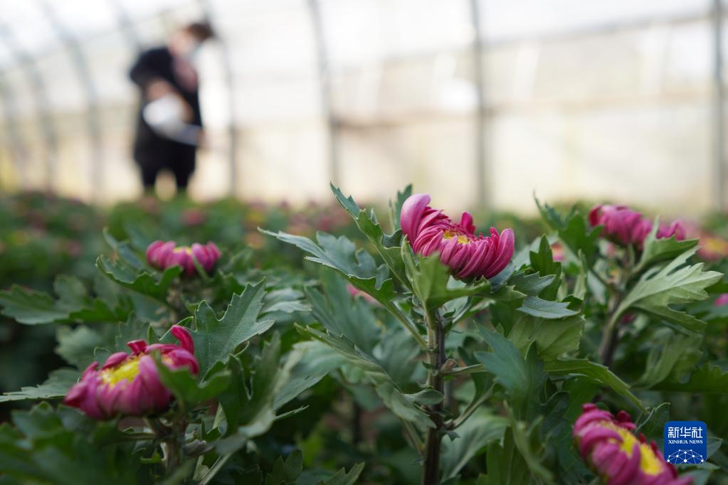 河北内丘：花卉经济助农增收