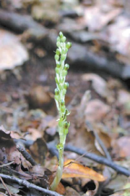 北京市野生兰科植物达18属25种