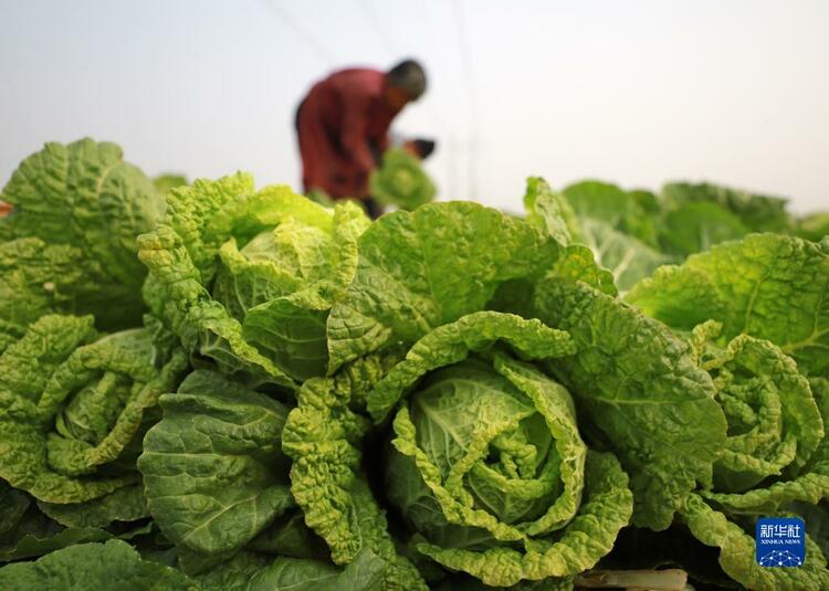 河北玉田：白菜收获忙