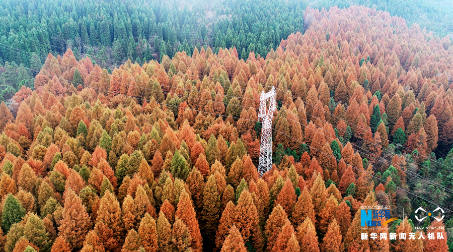 【城市远洋】重庆：层林尽染武陵山 半山秋色半山春