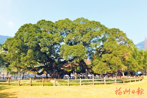 福州多管齐下保护古树名木 守榕城绿意续榕树记忆