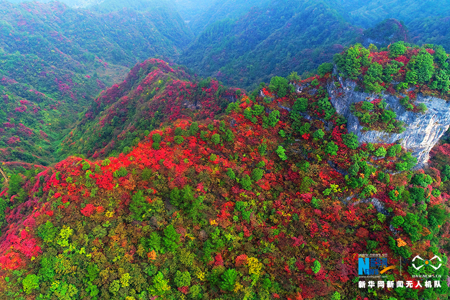 【城市远洋带图】重庆：秋雨过后红叶美 绚丽秋景惹人醉