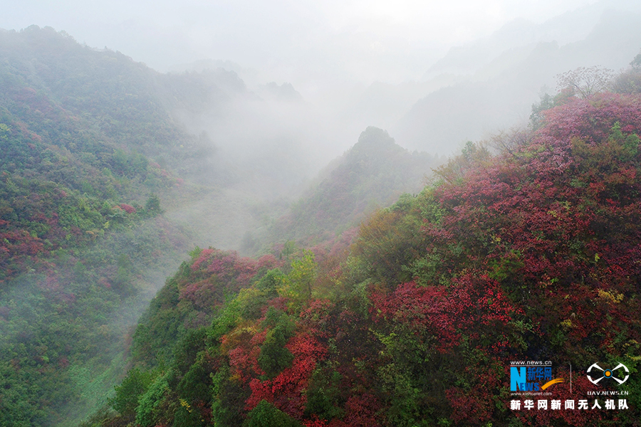 【城市远洋带图】重庆：秋雨过后红叶美 绚丽秋景惹人醉