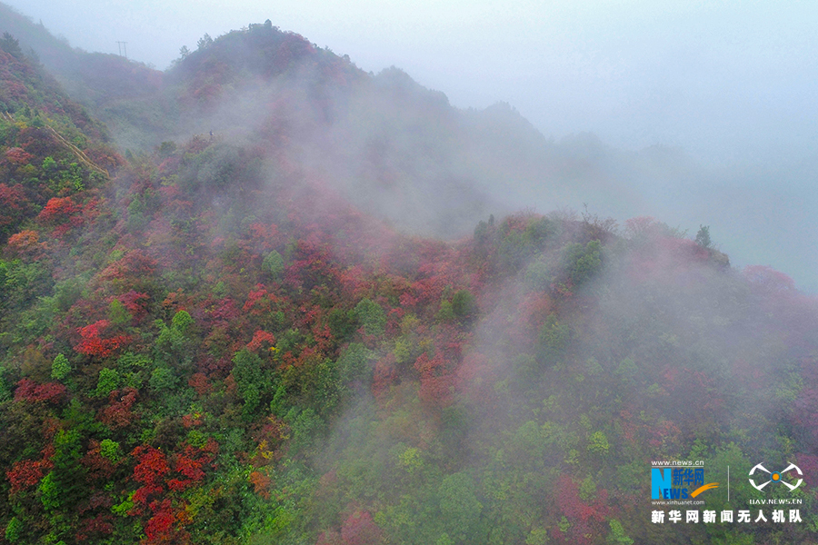 【城市远洋带图】重庆：秋雨过后红叶美 绚丽秋景惹人醉