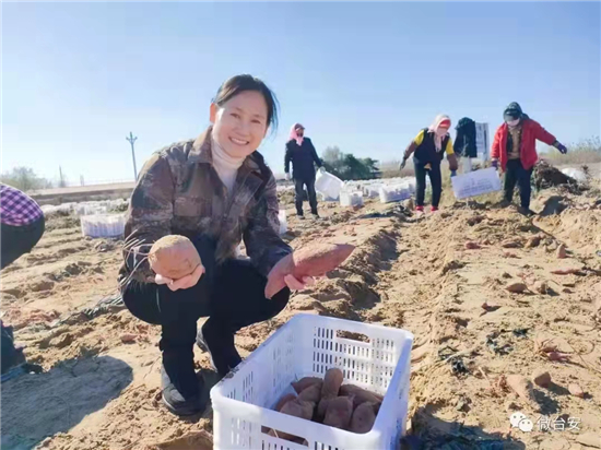 鞍山检察官骆丹：助力乡村振兴 尽显赤诚丹心_fororder_金沙蜜薯大丰收 供图：鞍山市检察院