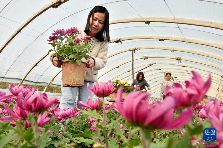 河北南和：“鲜花经济”富农家