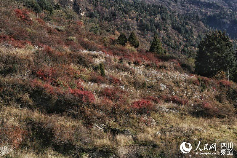 初冬的四川阿坝 彩林盛景绘就绝美画卷