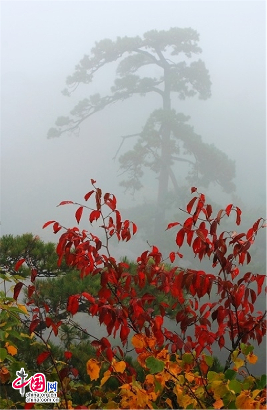 黄山：秋意依旧在 斜风细雨不须归