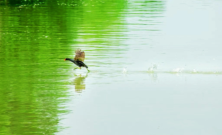 淮安洪泽西顺河湿地：秋水风光好 水乡