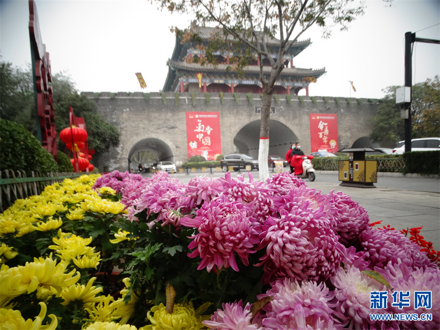 河南开封：晚秋菊花更娇艳