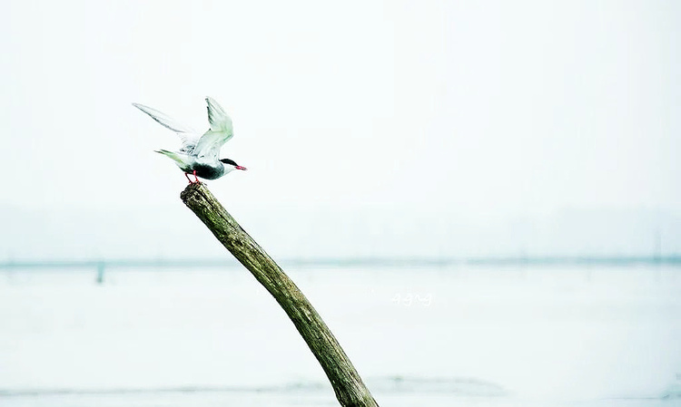 淮安洪泽西顺河湿地：秋水风光好 水乡