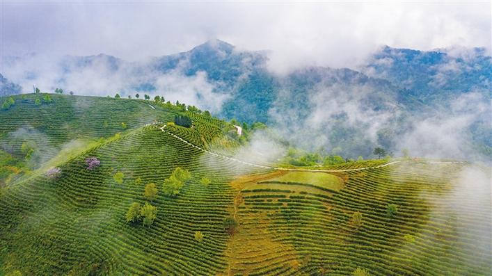 【中首  陕西  图】青青茶叶 富了百姓绿了山乡