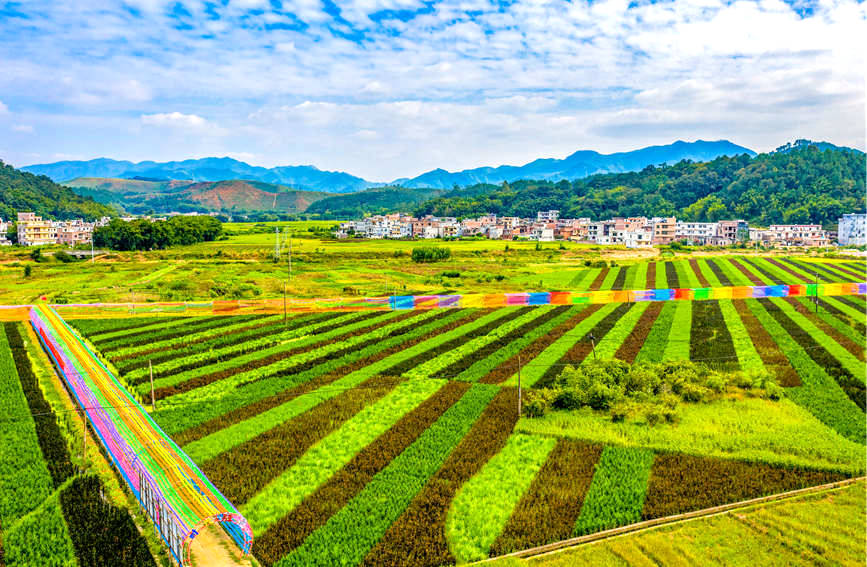 广西梧州：斑斓“五彩稻” 粮景“双丰收”