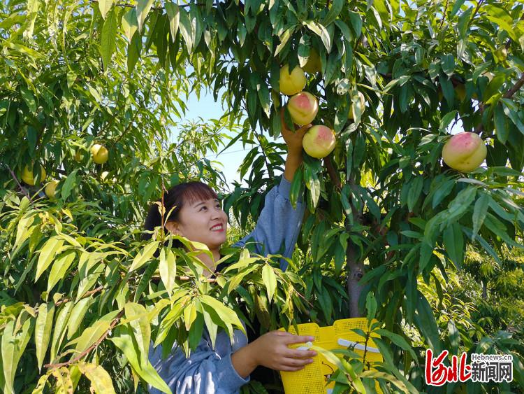 河北南和：特色种植助增收