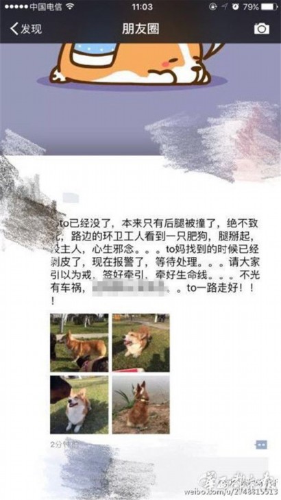 狗狗走丢2小时被人剥皮 失主：不知怎么跟儿子说