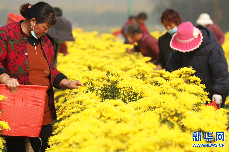 许昌鄢陵：“菊花经济”助力乡村振兴