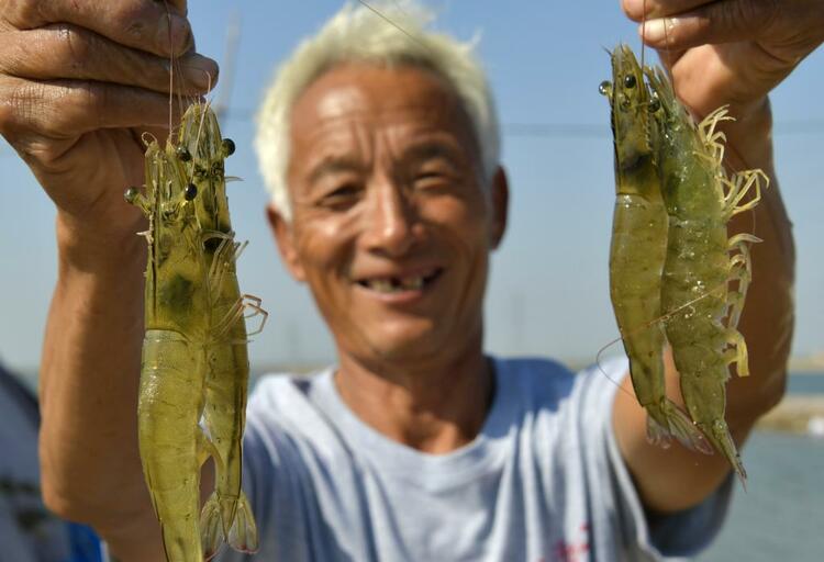 河北海兴：“蓝色粮仓”提速乡村振兴