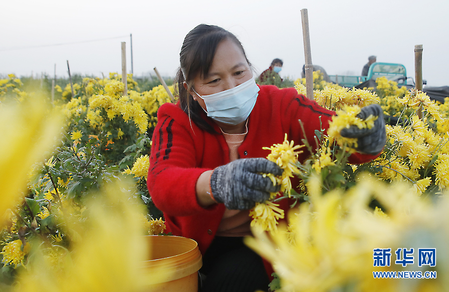 开封尉氏：菊花飘香致富路