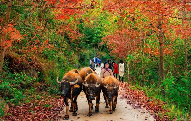 广西田阳：枫林如火 漫山红遍