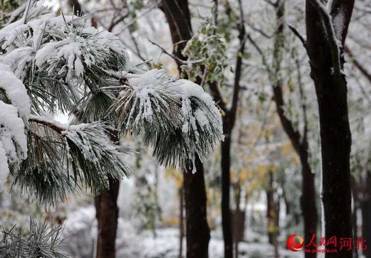 白雪皑皑银装素裹 河北各地迎来今冬“初雪”