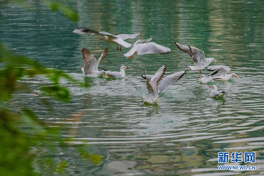 【城市远洋带图】綦江：红嘴鸥到访綦河畔 扮靓城市风景线