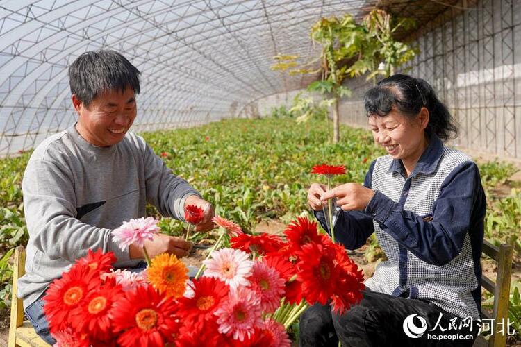 河北唐山：鲜切花产业助力乡村振兴