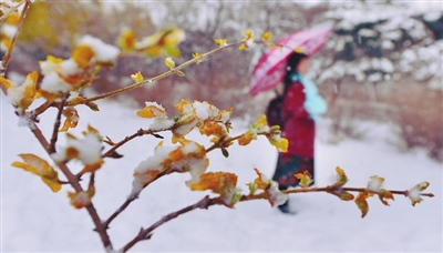 沈阳：雪中别样的景致_fororder_雪景1