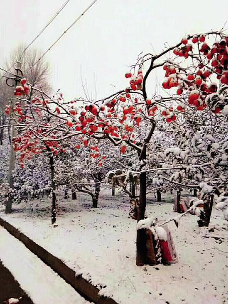 【头条】冷空气来袭 陕西全省多地现雨雪 这两天西安最低温1~3℃