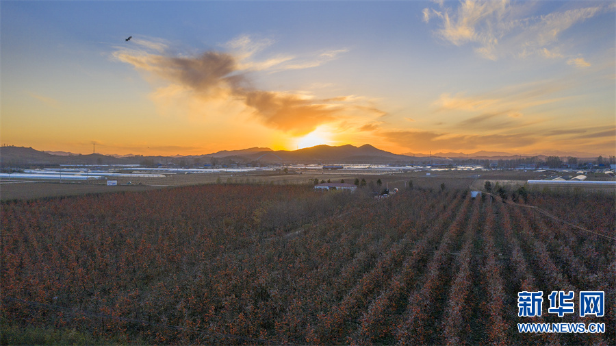 平顶山鲁山：火红的柿子挂枝头