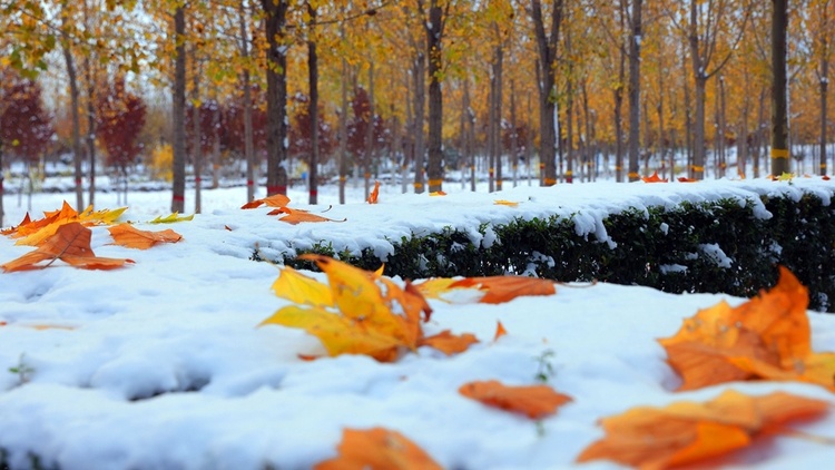 渭南市合阳县：初雪飘落 一夜两季四重色_fororder_42803888340083526