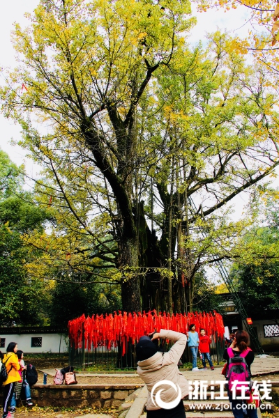 杭州：千年银杏王迎来最美季节