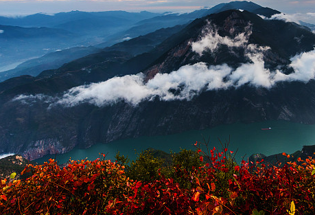 这个冬天 一起去巫山赏红叶