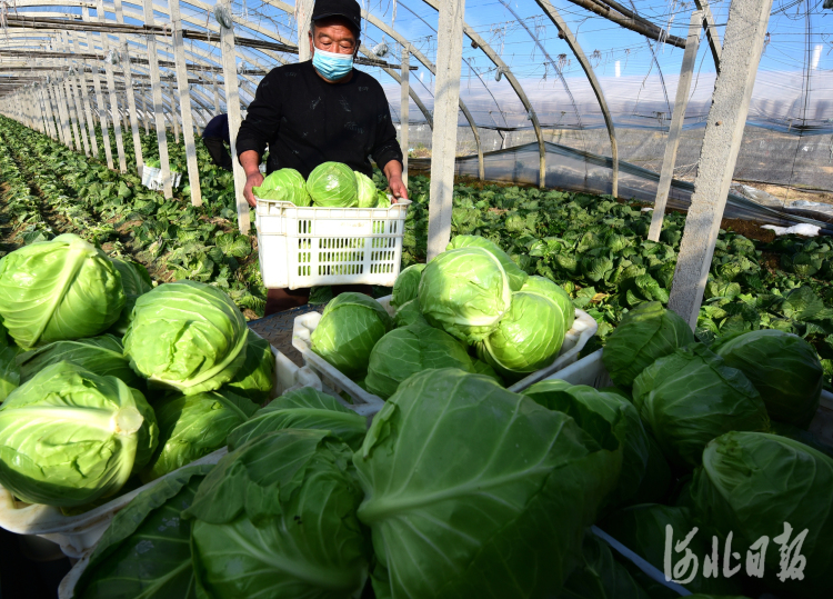 河北石家庄：蔬菜收获忙