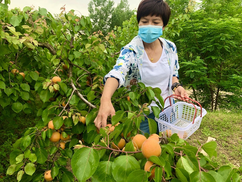 【B】平顶山市郏县：山水之乡念活林果采摘“致富经”