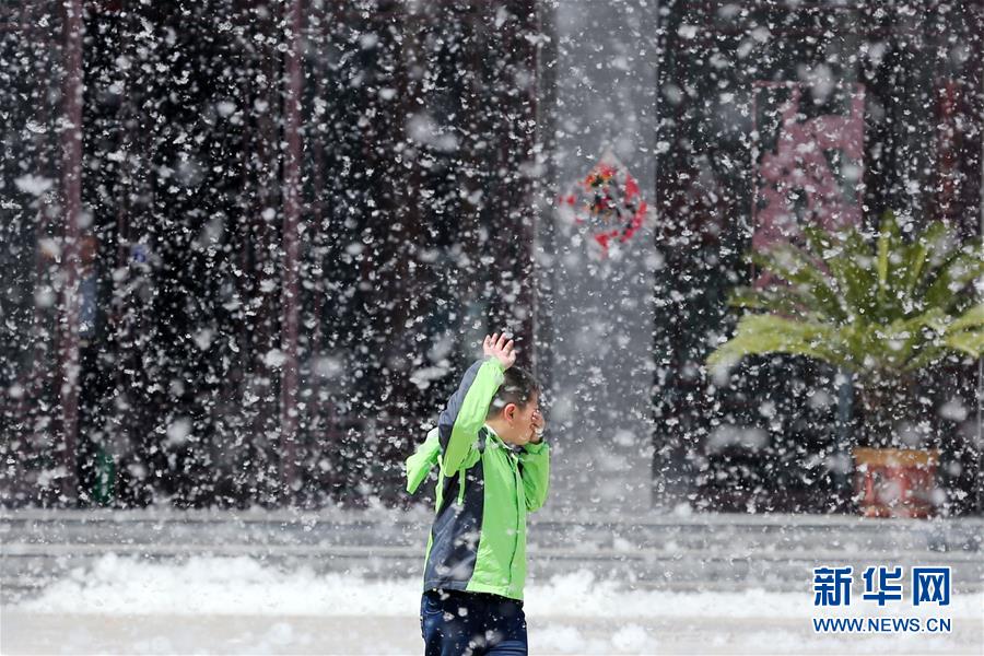 杨絮纷飞 四月“飘雪”