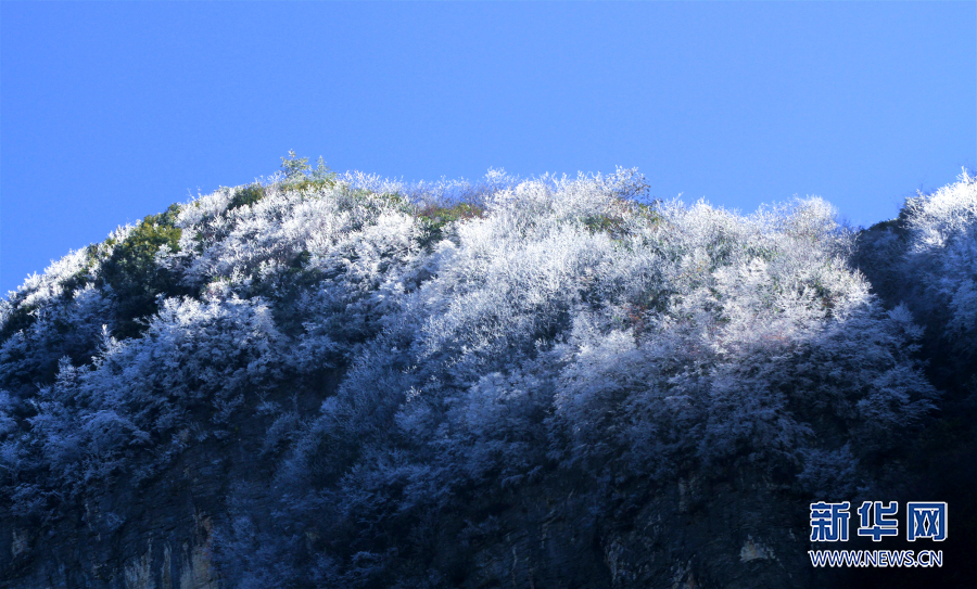 巫山：当纯白遇上枫红 巫峡之巅现雾凇奇观