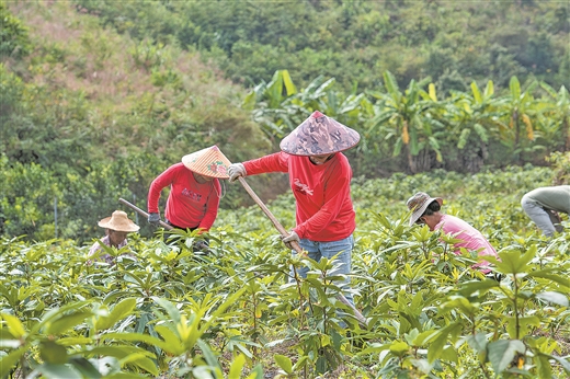 广西岑溪：山青水碧产业旺