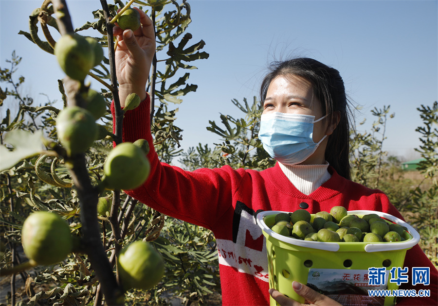 开封尉氏 ：无花果成村民“致富果”