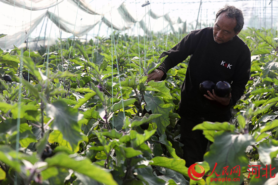 菜丰篮满心不慌 河北蔬菜稳产保供