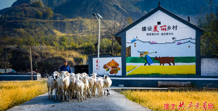 迁安楼子山村：稻谷飘香美如画