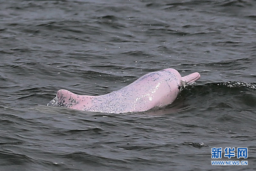 广西：“海上大熊猫”添新丁