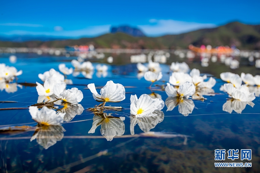 白玉缀蓝池 泸沽湖海菜花盛放