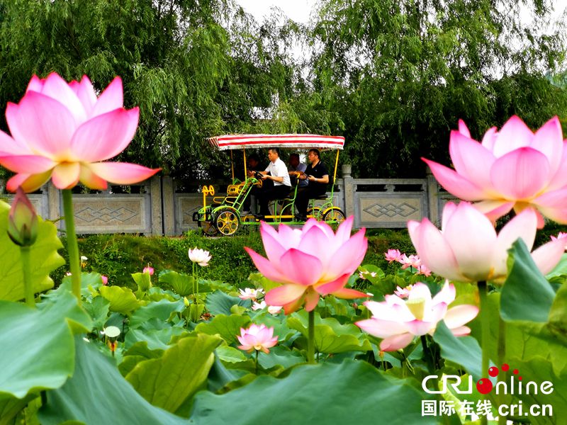 贵州福泉：荷花盛开游人至（组图）