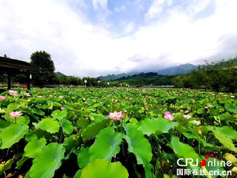 贵州福泉：荷花盛开游人至（组图）