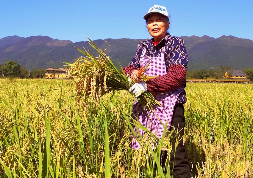 广西灌阳：初冬时节稻飘香